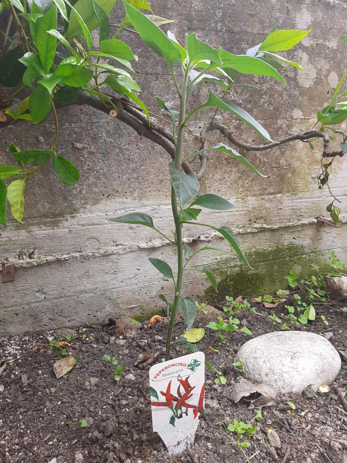 Il Caminetto Appartement Carpinone Buitenkant foto